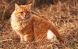 動物,貓,性質(zhì)