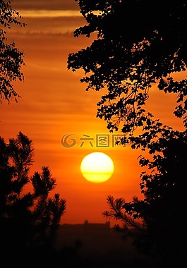 日落,樹,天空