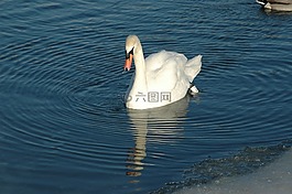鳥,天鵝,反思