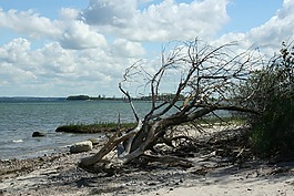 海灘,木,海岸
