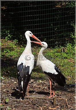 鸛,水,鳥
