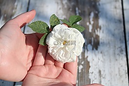 玫瑰,白色的玫瑰,花