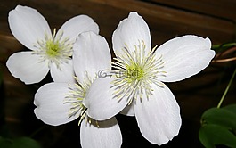 鐵線蓮,開花,盛開