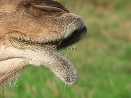 動物,駱駝,口