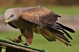 米蘭,wildpark 地點(diǎn),鷙鳥