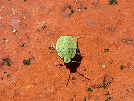南部绿色,我pentatomid,藻绿