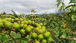 水果,綠色,野果