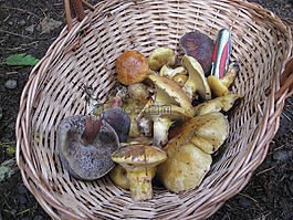 蘑菇,收獲,籃