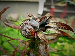 蝸牛,花園,動物