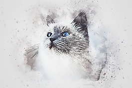 貓,動物,寵物