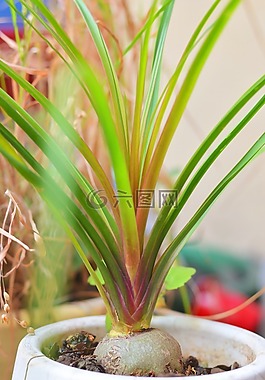 植物,花盆,綠色