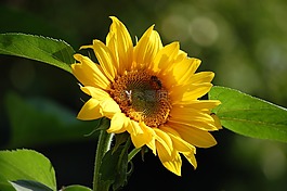 花,性質(zhì),黃色花