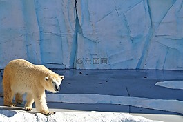 北極熊,熊,動(dòng)物園