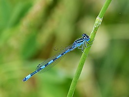 蜻蜓,藍(lán)蜻蜓,飛行昆蟲