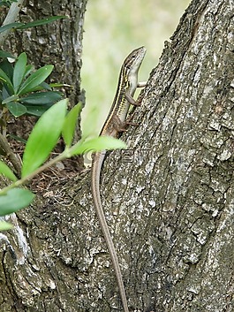 蜥蜴,sargantana,樹干