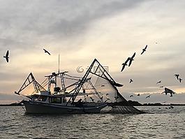 蝦,船,日出