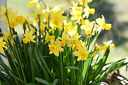 黃水仙,春天的花朵,春天