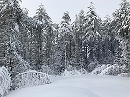 冬季仙境,雪,仙境