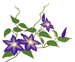 鐵線(xiàn)蓮,花卉藤蔓,紫色