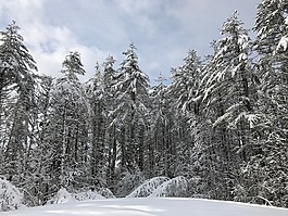 冬季仙境,雪,仙境