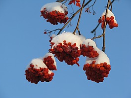 洛恩,雪,冬季