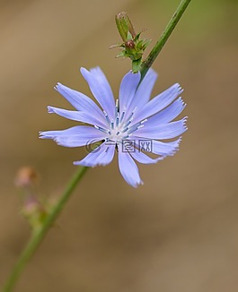 花,特写,自然