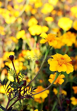 領域的鮮花,萬壽菊,黃色