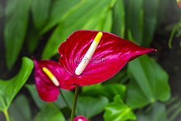 鲜花,康沃尔郡,英国