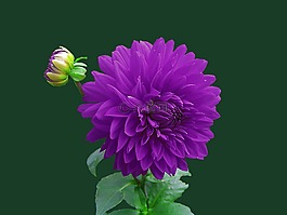 花,紫色,花的