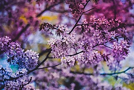 紫色,花,鮮花