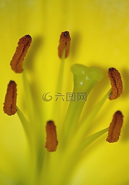 性質(zhì),植物,黃色的花