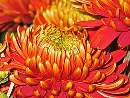 菊花,鮮花,廠