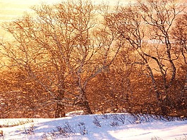 森林,日落,雪