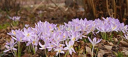春天,藏紅花,紫