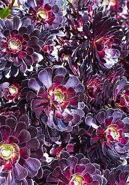 鲜花,康沃尔郡,英国