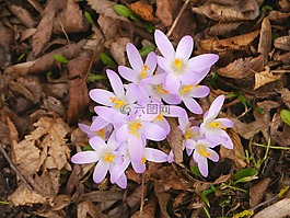 春天,藏紅花,紫
