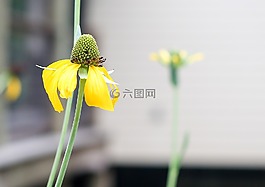 花,黃色,黃色的花