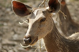 野生動物,印度,班公錯