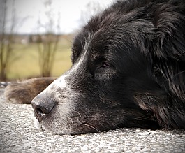 bernese 山狗,高级,休息