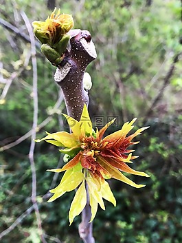 盛開(kāi),枝杈,春