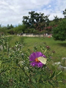 公园,蝴蝶,鲜花
