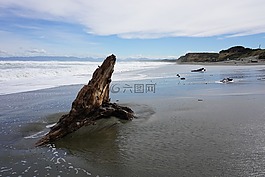 新西蘭,海灘,海洋