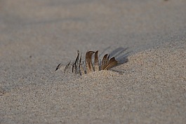 海灘,沙,春天
