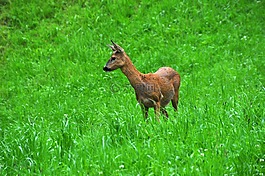 獐鹿,動物,野生