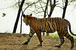 虎,野生動物,印度