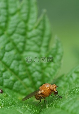 蕁麻,bug,性質(zhì)