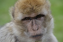 舊世界猴,猴子,動(dòng)物園