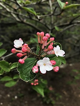 珍貴,潔白的花朵,花的