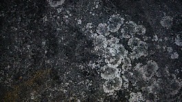 干苔,苔污點,紋理