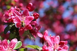 性質(zhì),鮮花,春天